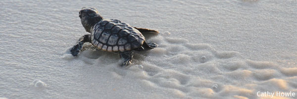 Baby leatherback sea turtle on the beach by Cathy HowleBaby leatherback sea turtle on the beach by Cathy Howle