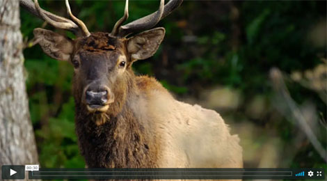 Moose
                            