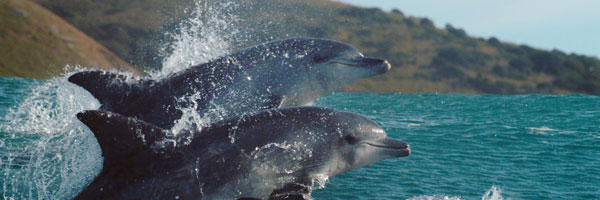 Dolphins
                            