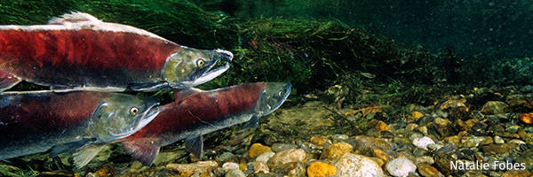 Salmon