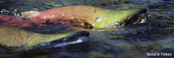 Salmon