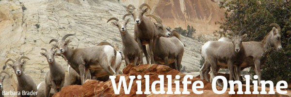 Wildlife Online