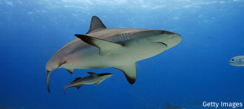 Which Shark Species are You?