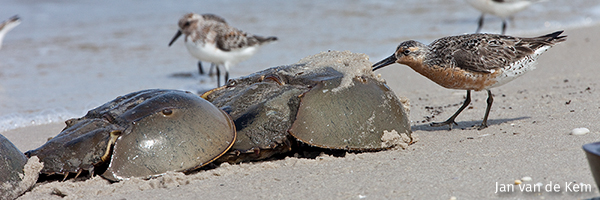 Red knots