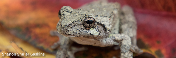 Tree frog