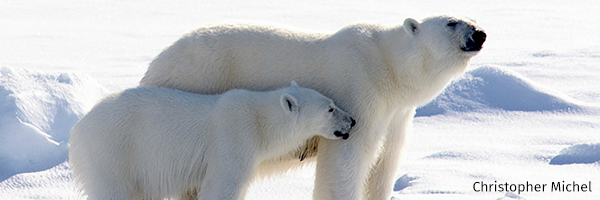 Polar bears