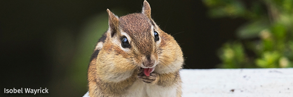 Chipmunk