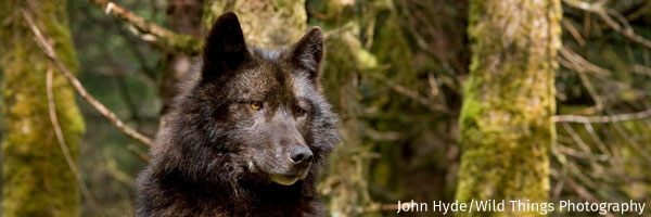 Wolf