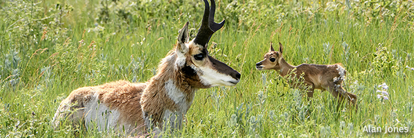 Pronghorn