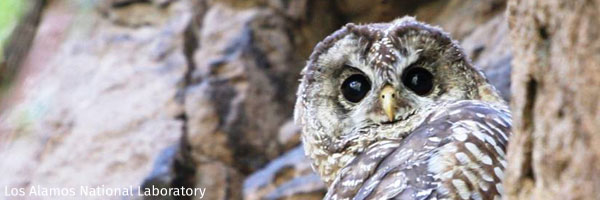 Mexican spotted owlMexican spotted owl
