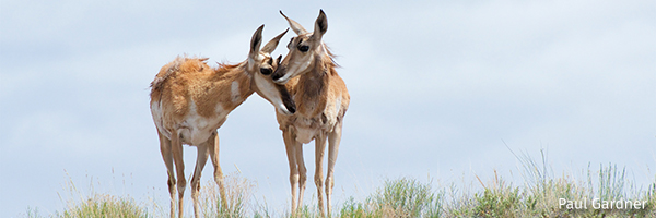 Pronghorn