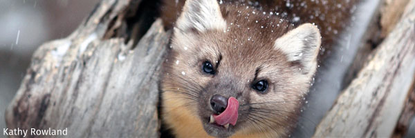 Pine Marten