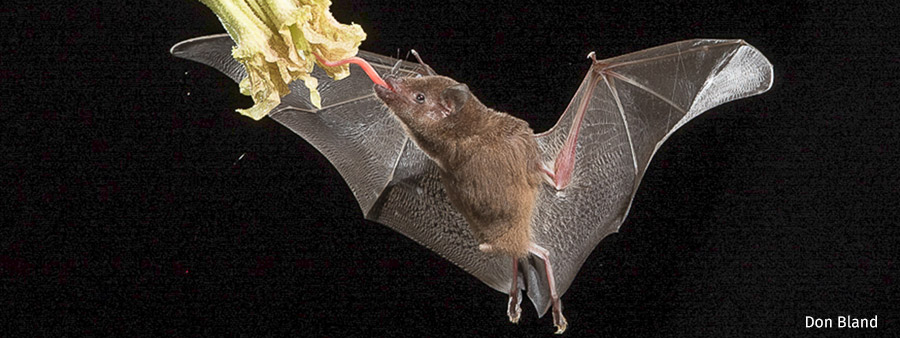Long Tongued Bat