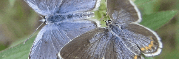 Butterflies