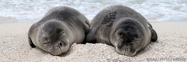 Seal