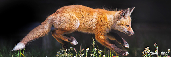 Red fox