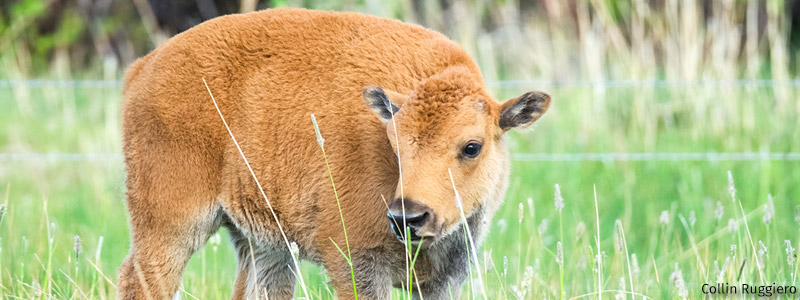 Bison