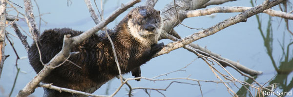 River Otter