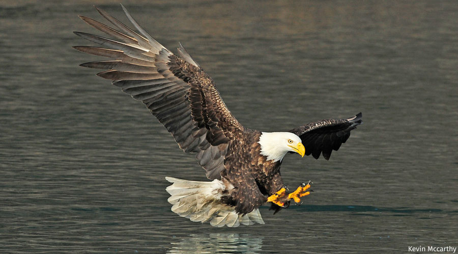 Bald Eagle  National Wildlife Federation