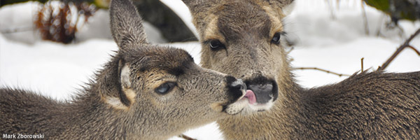 Deer