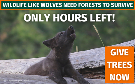 Only hours left! Give trees now.