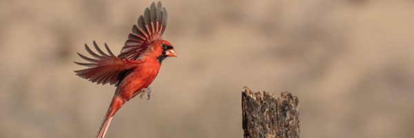 Northern cardinal flying towards tree