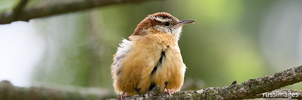 Carolina wren