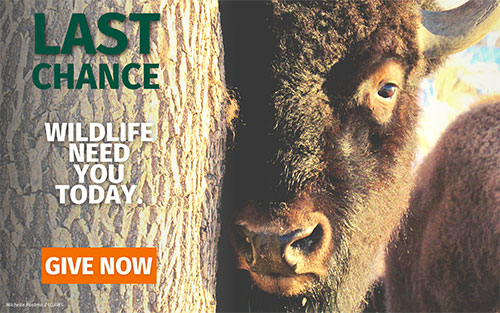Last Chance: Wildlife Need You Today - Give Now