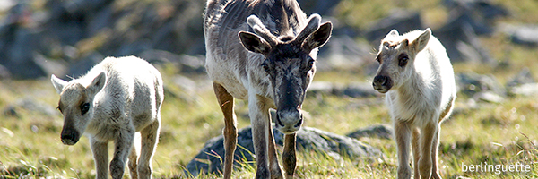 Caribou