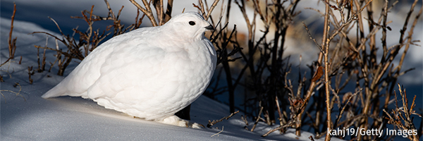 White Tailed Ptarmigan