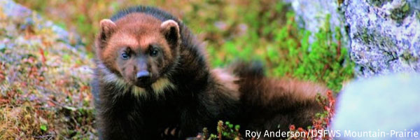 Wolverine