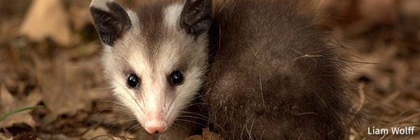 Opossum