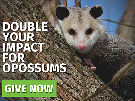 Double Your Impact For Opossums. Give Now.