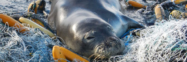 Monk seal in nets