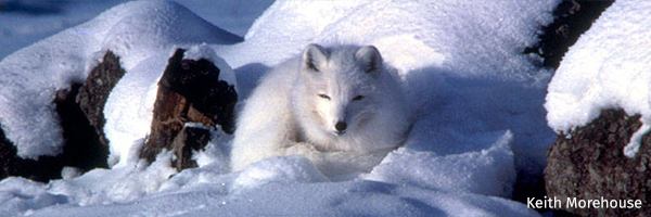 Arctic fox