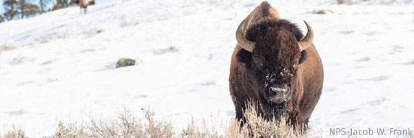 Bison