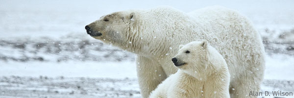 Polar Bears