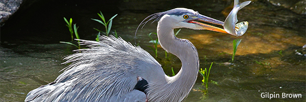 Great blue heron