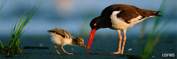 American oystercatcher