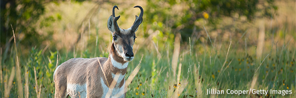 Pronghorn