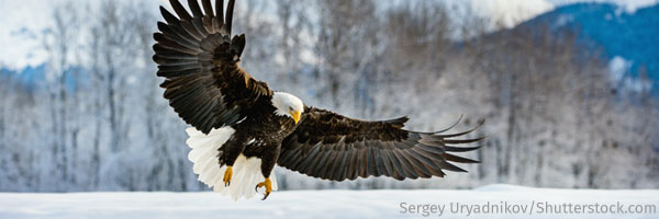 Bald Eagle