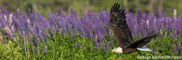 Bald Eagle