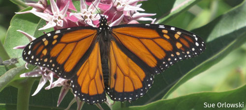 5 Ways to Help Monarchs