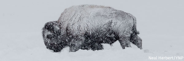 Bison in snow
