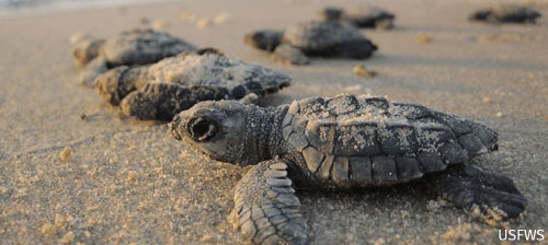 11 Years After the Deepwater Horizon Oil Spill and a $100 Million Look Ahead
