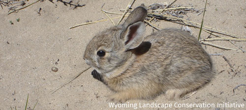 How Rural Electric Cooperatives Power Local Climate Action