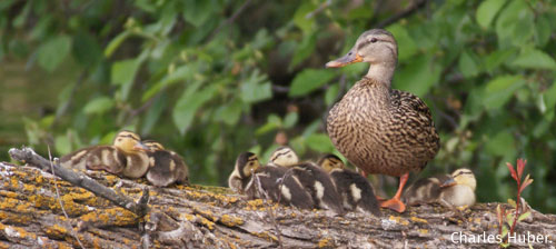 Get Rewarded for Conserving Wildlife