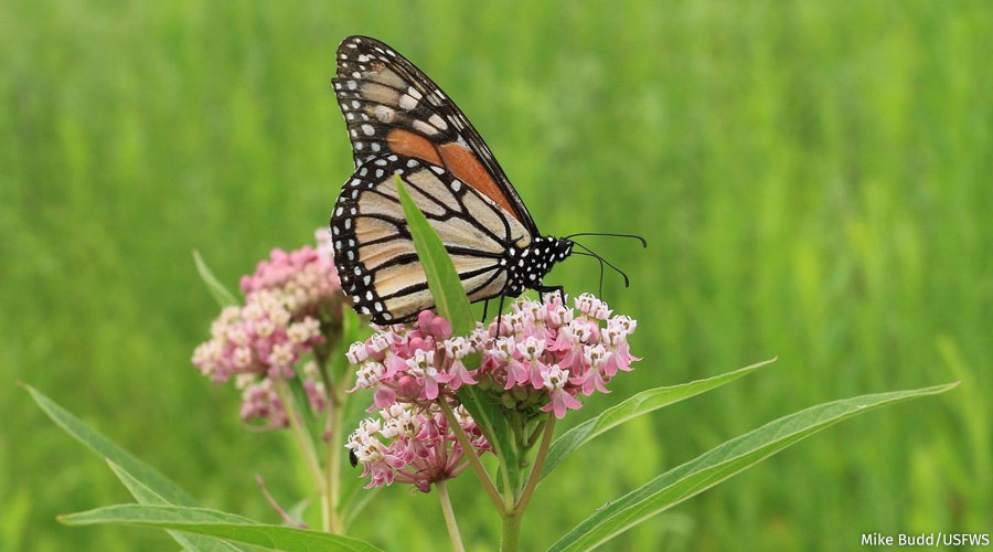 Butterfly on flower