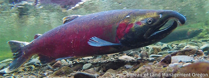 Salmon