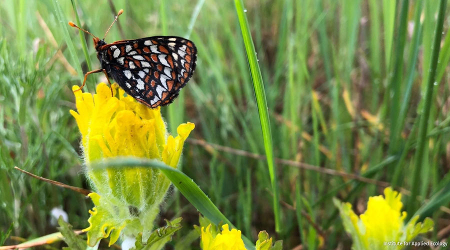Taylor’s checkerspot butterfly on golden paintbrush